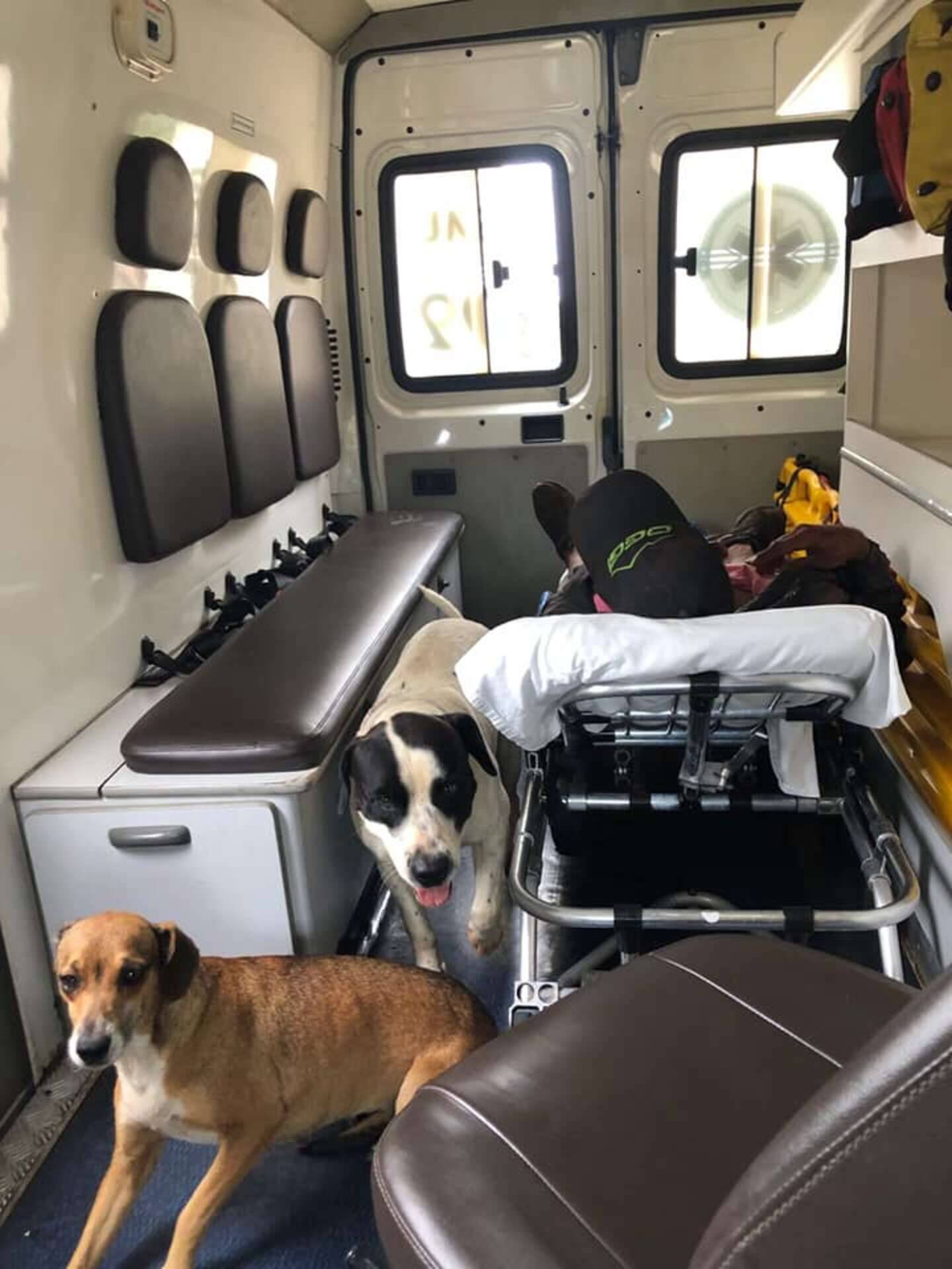 Os cães insistem em andar de ambulância, levando o dono ao hospital. Foto: Patrícia Iolanda