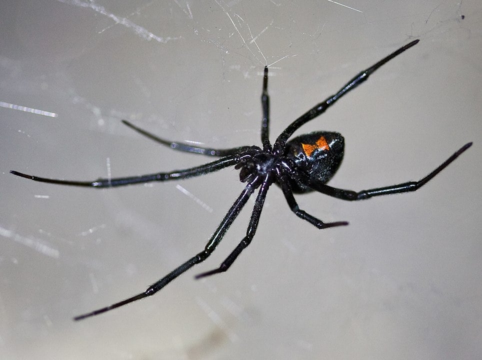 Viúva-negra - Tem esse nome porque a fêmea mata o macho após a cópula. Cerca de 75% das picadas injetam pouco veneno, causando apenas dor. Mas, em casos mais graves, há risco de taquicardia, hipertensão, impotência sexual, náusea e problema urinário. Reprodução: Flipar