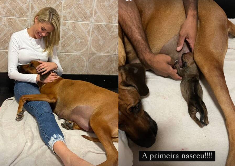 Ana Hickmann deu apoio emocional a cachorra que dava à luz a nada menos de 17 filhotes. Foto: Reprodução/Instagram/AnaHickmann