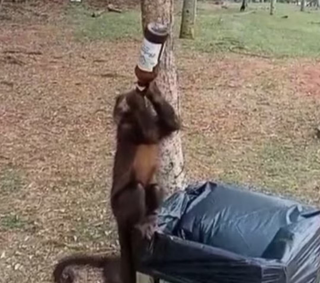  Um macaco-prego foi flagrado recentemente tomando cerveja numa área de caminhada do Lago Municipal de Cascavel, no Paraná. E ele tomou pelo gargalo da garrafa, oque chamou atenção e repercutiu. 