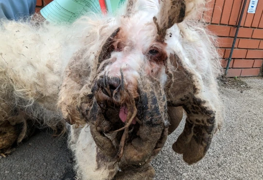 Foram raspados cerca de 2 kg de pelo podre. Foto: Reprodução/RSPCA