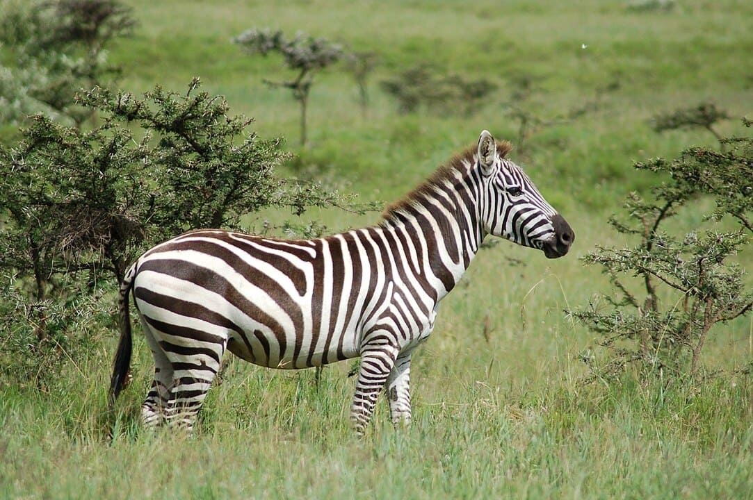 Os leões são animais carnívoros e suas presas mais comuns são as zebras, búfalos, javalis, antílopes e veados. Eles são excelentes predadores e ocupam o topo de suas cadeias alimentares.  Reprodução: Flipar