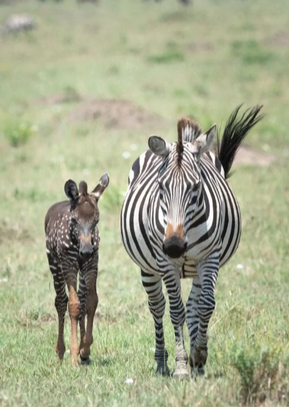 Zebra com bolinhas Reprodução