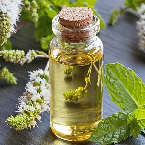 Óleo de menta -  Concentrado em mentol, tem um cheiro extremamente forte que incomoda as abelhas. Ele interfere em sua comunicação olfativa e senso de navegação. É amplamente utilizado para repelir vários tipos de insetos. E ainda faz bem à saúde humana. Refrescante e revigorante, tem ação antimicrobiana, adstringente, analgésica e antiinflamatória, além de estimular a circulação do sangue.  Reprodução: Flipar