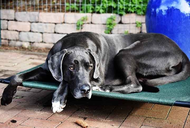 Apesar do porte grande, o Dogue Alemão tem uma alma brincalhona e não aparenta ter a noção de seu tamanho. Ele faz brincadeiras típicas de cachorros menores, como pular no colo do dono. Reprodução: Flipar