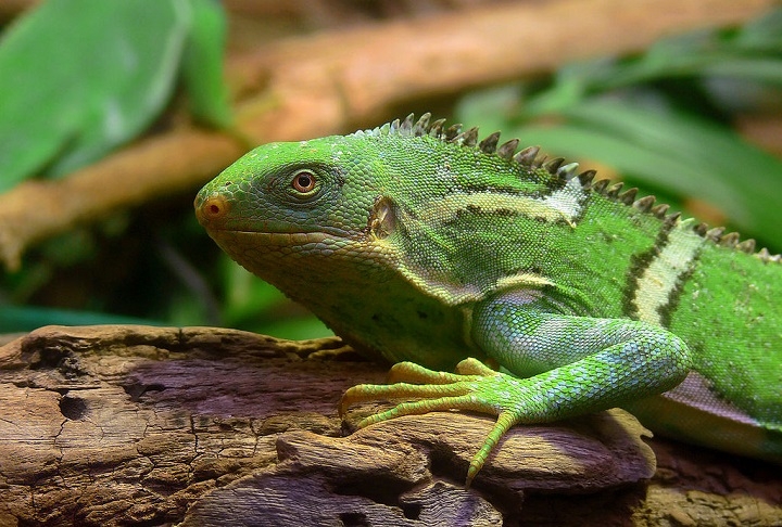 As iguanas de Fiji são conhecidas por sua coloração vibrante, que ajudam na camuflagem entre a vegetação tropical.  Reprodução: Flipar