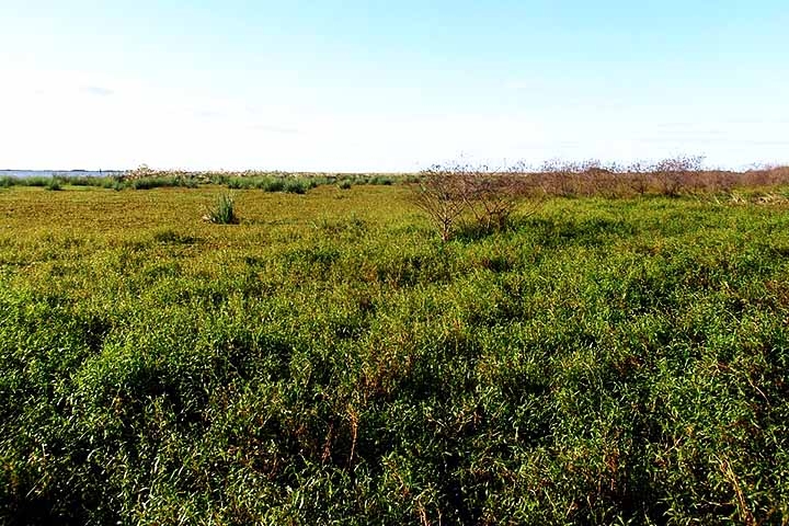 A primeira família foi solta no Parque Nacional Iberá, local que se estabeleceu como um modelo global de restauração de fauna na América do Sul. Reprodução: Flipar