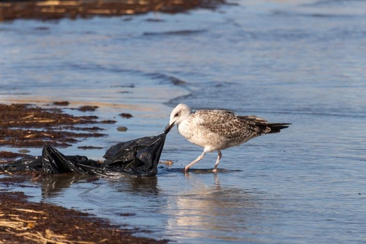 Anualmente, são descartadas milhões de toneladas de lixo no mar, o que inclui grandes e minúsculos pedaços de plástico. Isso prejudica as espécies marinhas e afeta toda a cadeia alimentar do mar. Reprodução: Flipar