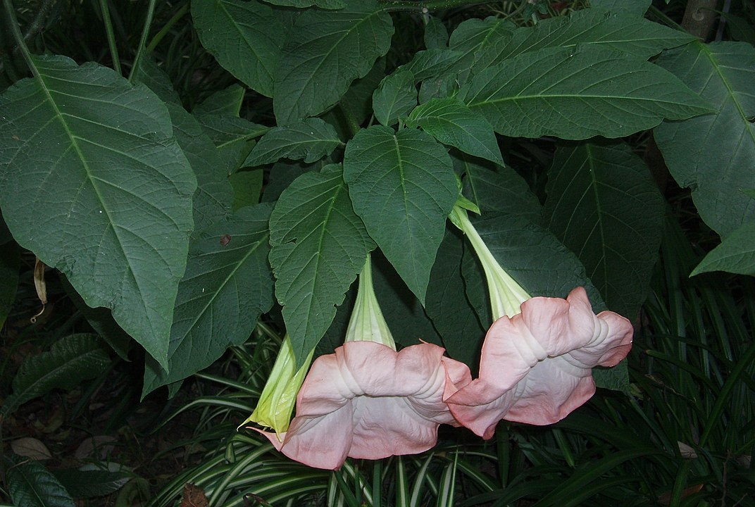 Trombeta dos Anjos - Ameaça de extinção, tem esse apelido por causa do formato que parece uma trombeta e pela delicadeza das pétalas. Originária do sudeste do Brasil, em área costeira.  As suas folhas e flores são usadas em medicina fitoterápica para o intestino e a pele.  Reprodução: Flipar