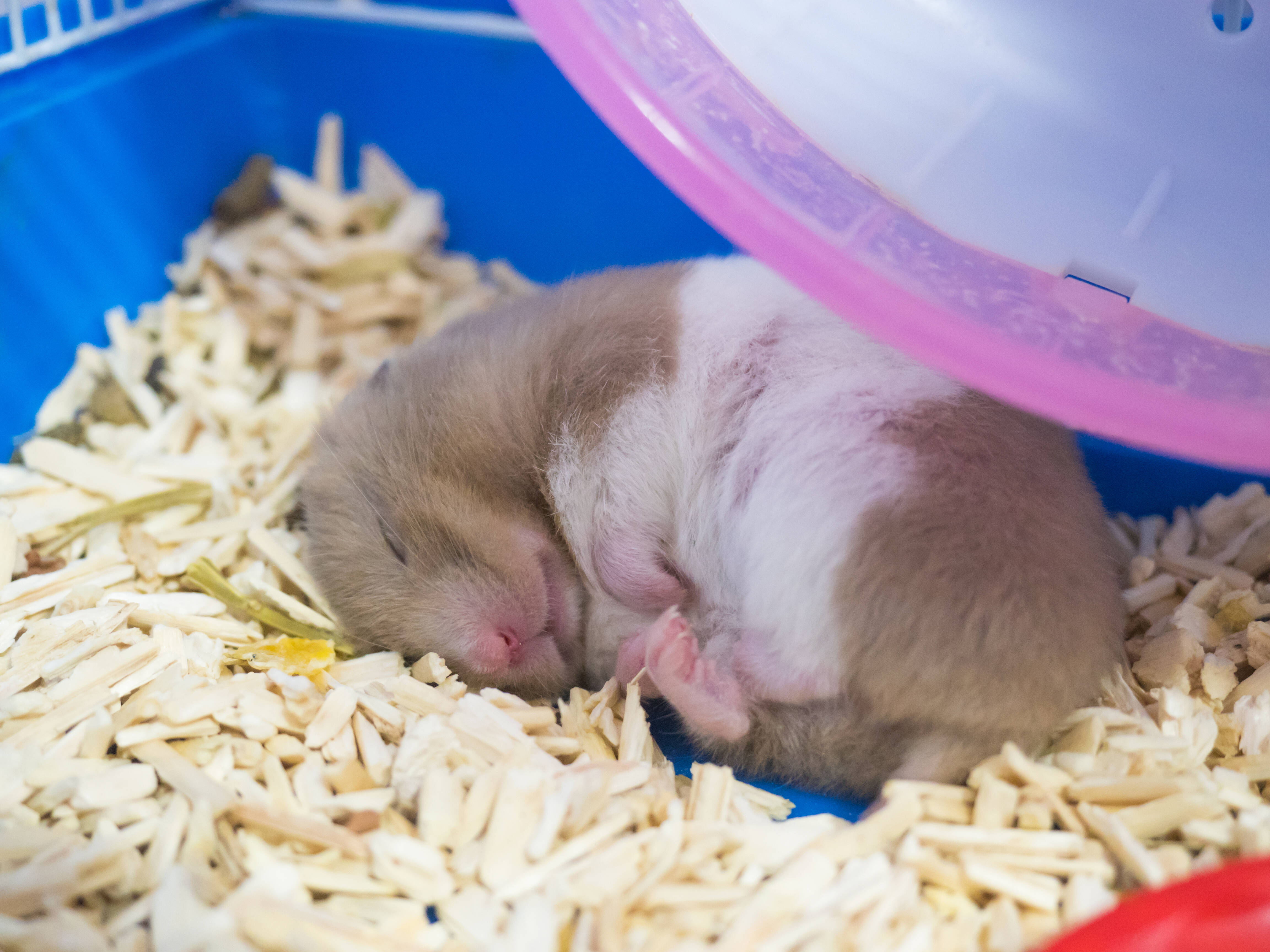 Como saber se seu hamster está hibernando ou morreu. Foto: shutterstock 