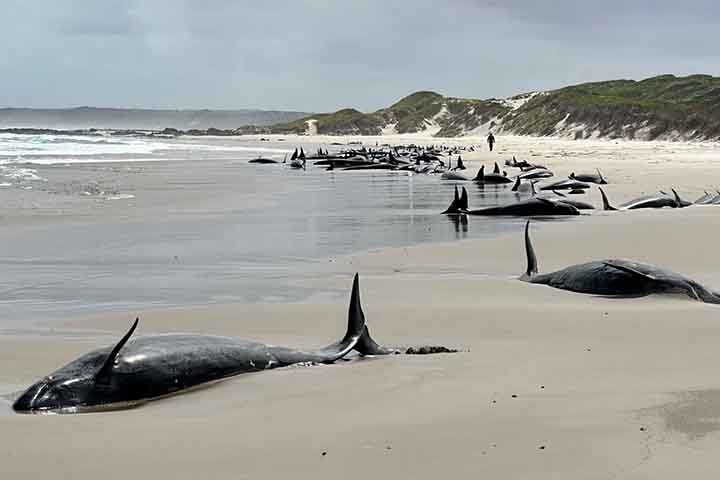 Cerca de 90 falsas-orcas (Pseudorca crassidens) que encalharam em uma praia remota da Tasmânia serão sacrificadas pelas autoridades australianas. Reprodução: Flipar