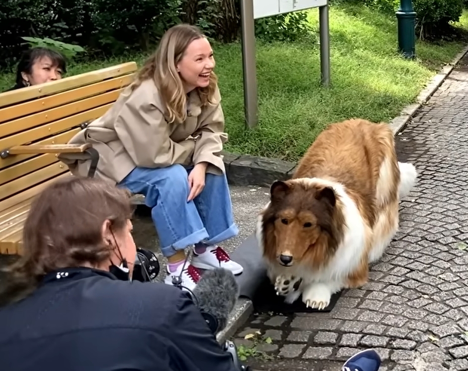 A cor da pelagem do border collie é variada, podendo ser mista em preto e branco, ou bege e branco, e até ter três cores. Toko optou porum caramelo com branco. Reprodução: Flipar
