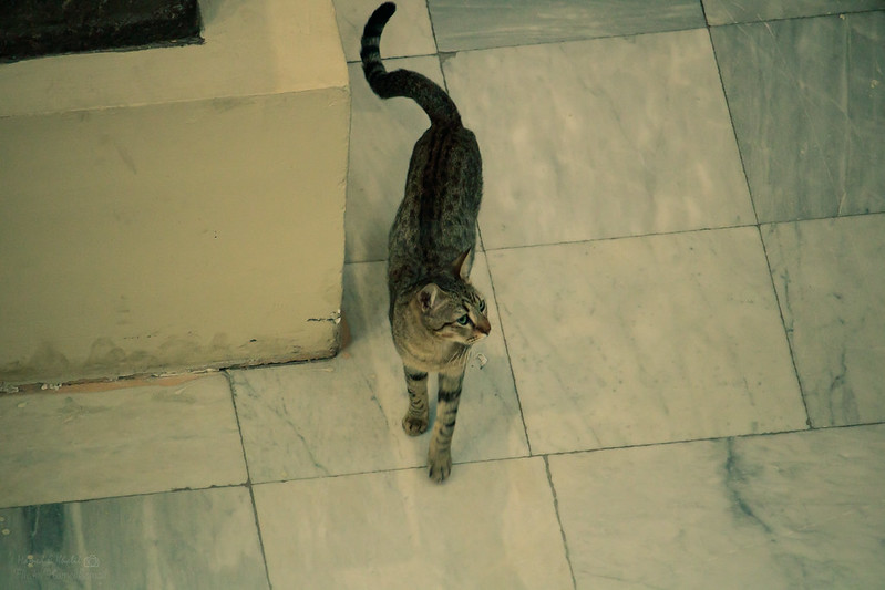 O Mau Egípcio é um gatinho bastante singular, devido ao seu padrão único de cores e agilidade, considerado o mais ágil entre os gatos domésticos