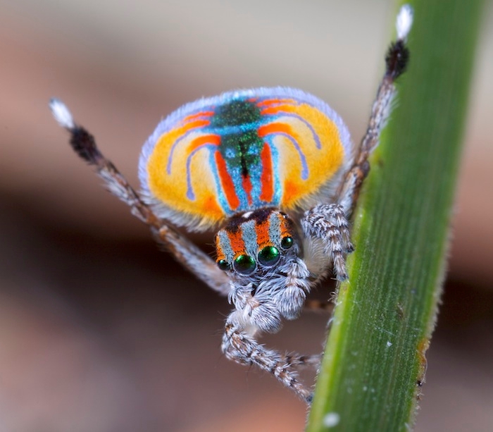 Aranha-pavão (Maratus volans): Essas pequenas aranhas saltadoras da Austrália são conhecidas por seus padrões coloridos e comportamento de exibição durante o acasalamento, que se assemelha a um leque aberto. Reprodução: Flipar