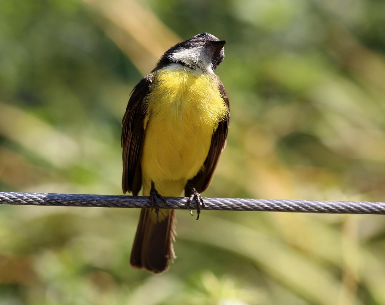 Diante dessas características, veja mais curiosidades sobre esse animal relativamente pequeno, porém com um estilo próprio de ser. Reprodução: Flipar