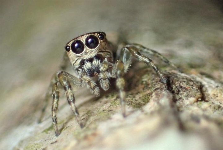 As aranhas saltadoras possuem uma visão impressionante, com alta percepção de cores e profundidade. Elas usam essa habilidade para localizar presas e realizar saltos precisos para capturá-las.
 Reprodução: Flipar