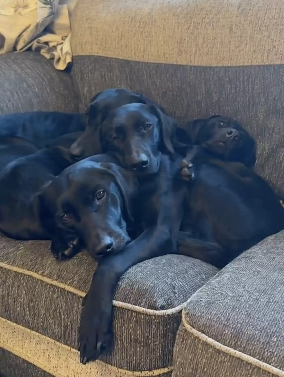 São oito cachorros ao todo, mas nem sempre todos eles são identificados. Foto: Reprodução/Imogen Carr