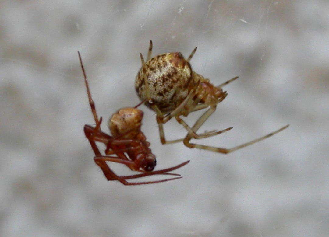 A equipe de pesquisa usou espécimes da aranha-doméstica americana (Parasteatoda tepidariorum),  que usa sua teia não apenas para caçar, mas também para proteger seus ovos. Reprodução: Flipar