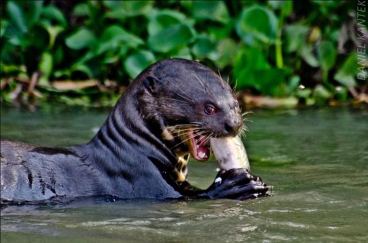 Ariranha - Mamífero do Pantanal, também é conhecida como lontra gigante e é caçada para obtenção da pele aveludada.  Reprodução: Flipar