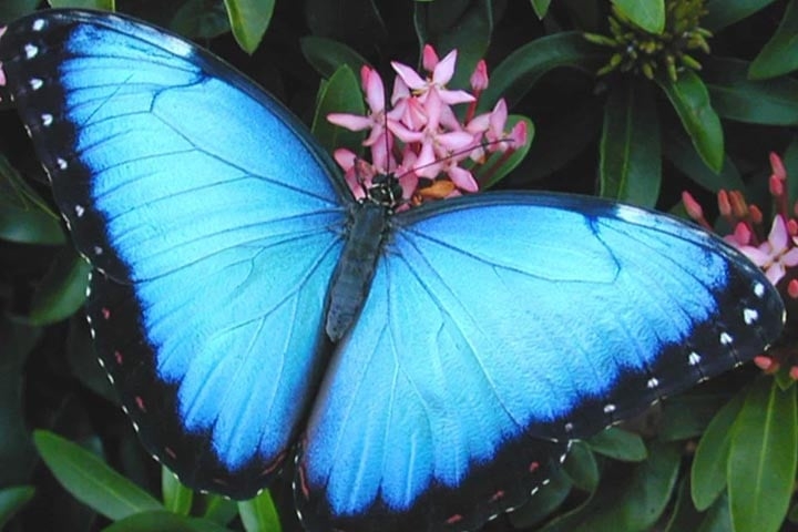 Morfo Azul - Esta borboleta pode medir até 20cm, uma das maiores do mundo. Encontrada no Brasil, Paraguai, Colômbia, Venezuela e México. Tem vida curta:  cerca de 115 dias.  Reprodução: Flipar