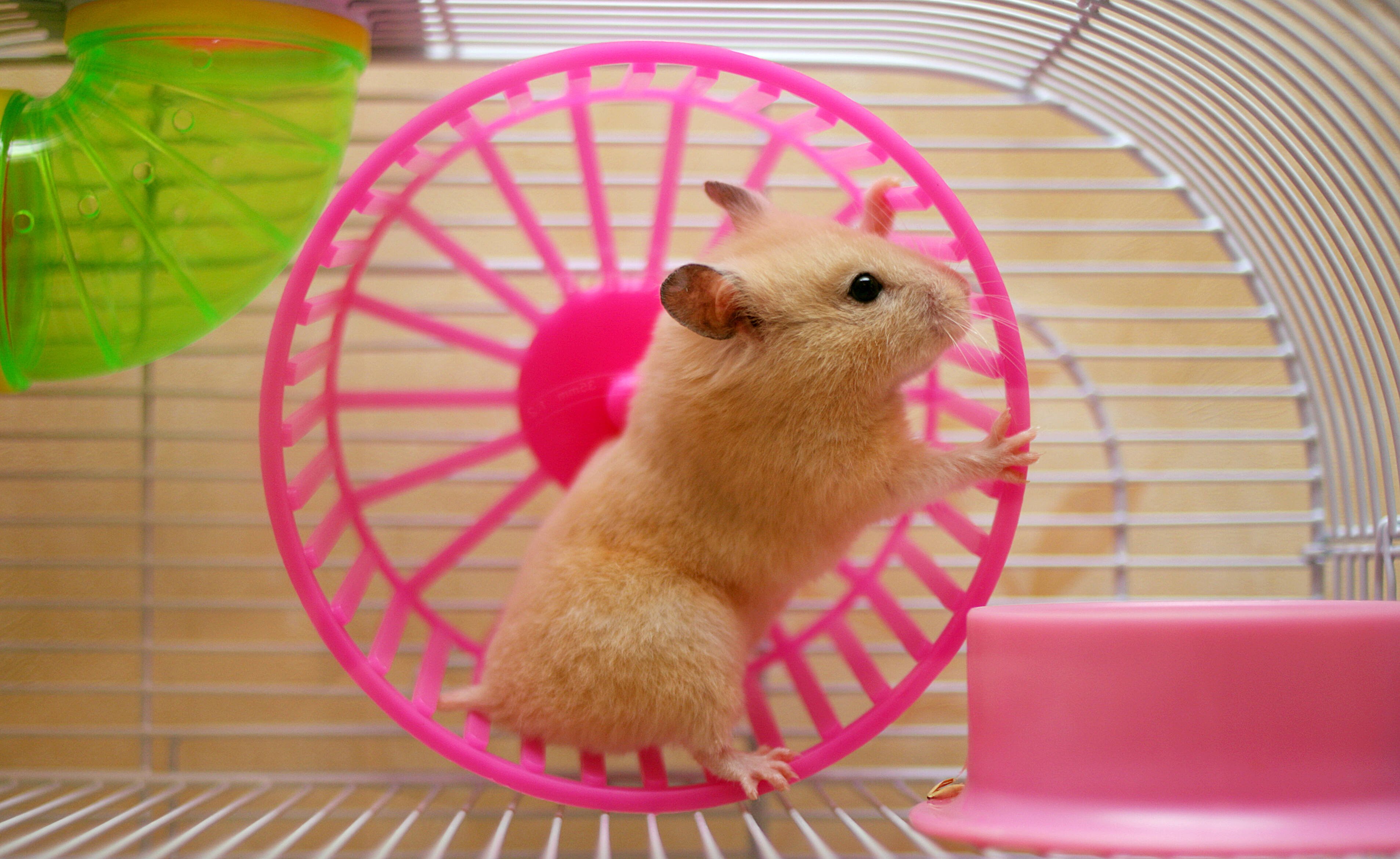 Além de estar limpa, a gaiola deve oferecer espaço para o hamster se esconder e se exercitar . Foto: Shuttersock