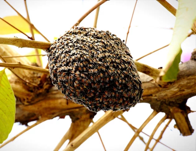 Nesse sentido, caso haja um desequilíbrio nessa produção, ele afetará as comunidades de plantas e animais que delas dependem. Além da produção de mel, própolis e cera, esses insetos contribuem na manutenção da biodiversidade, do ecossistema, e na produção de alimentos por meio de sua capacidade polinizadora. Reprodução: Flipar