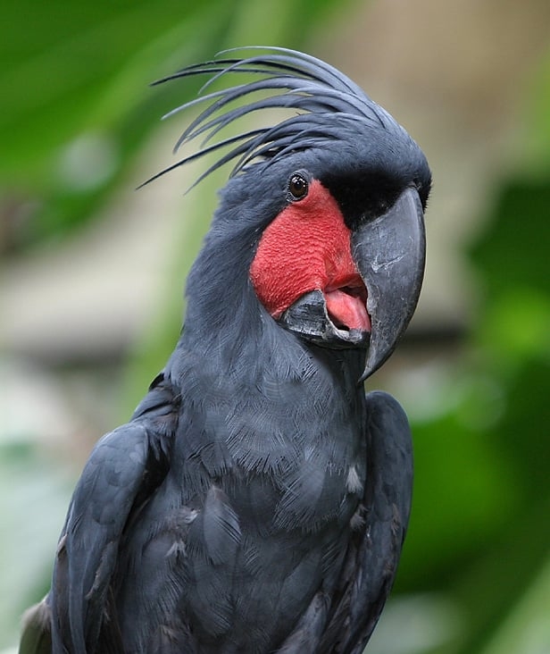 A cacatua negra, de-cauda-vermelha também é uma ave da ordem Psittaciformes que pode chegar a 60 centímetros de comprimento e viver até 70 anos. Reprodução: Flipar