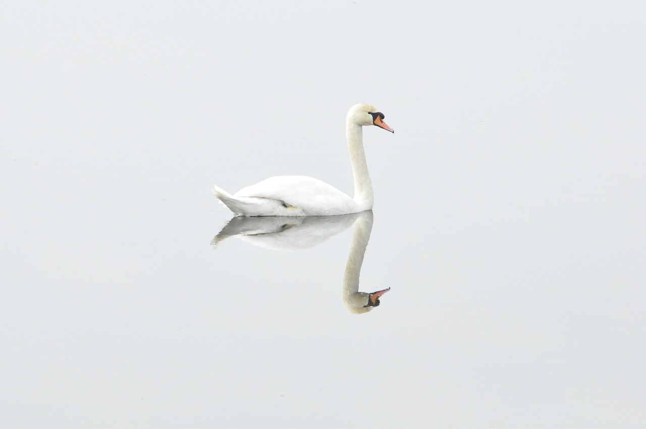 Os cisnes são naturalmente encontrados em ambientes temperados, raramente ocorrendo sua presença nos trópicos. Sendo assim, o número de ovos por postura é entre 3 e 8 ovos. Reprodução: Flipar