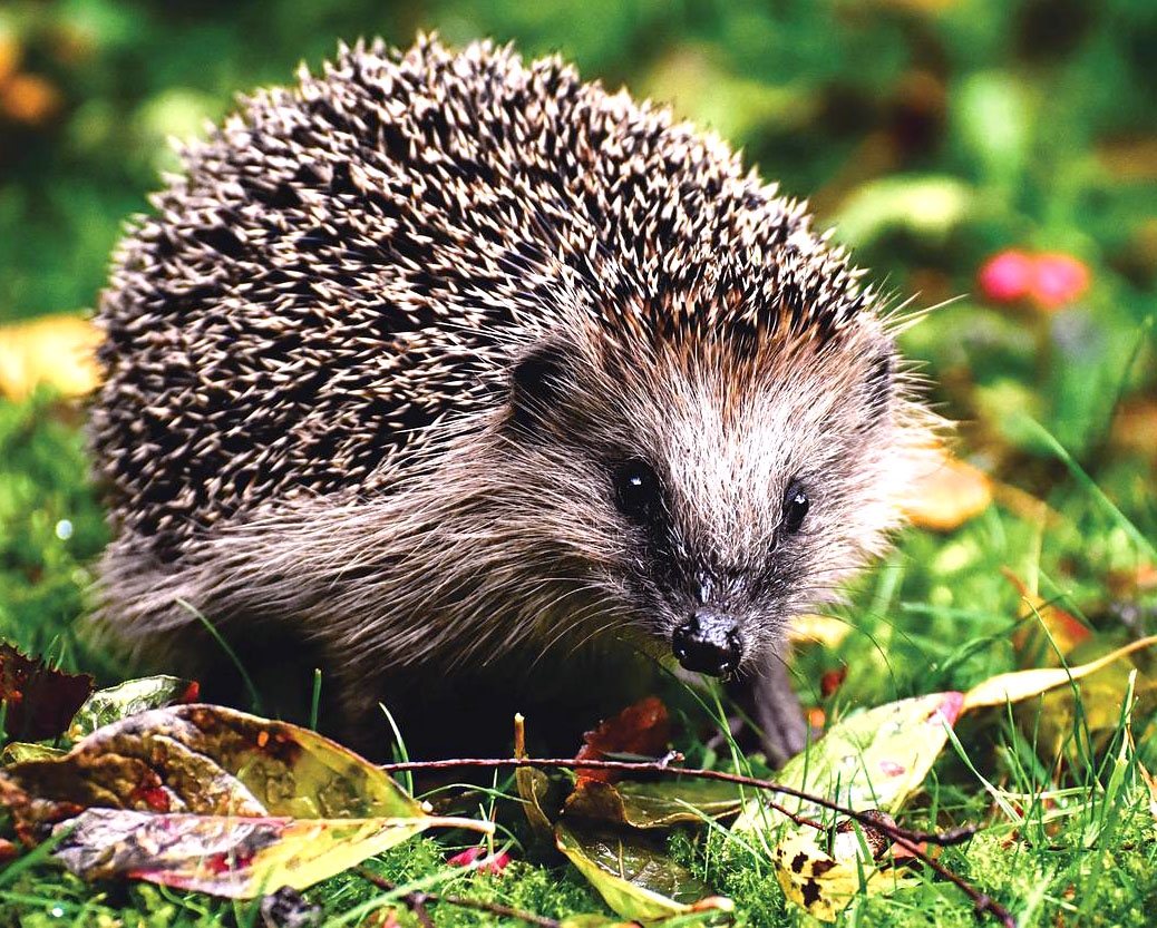 Sua dieta geralmente é herbívora: cascas de árvores, folhas, frutas e vegetais. Mas também pode incluir insetos e pequenos animais. Vive de 3 a 7 anos na natureza. Reprodução: Flipar