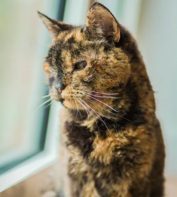 Flossie (gata): Flossie, uma gata do Reino Unido, é a gata mais velha do mundo ainda viva, com 28 anos. Ela nasceu em 29 de dezembro de 1995. Reprodução: Flipar