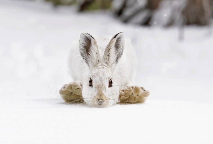 Raquetes de neve, Parque Nacional das Montanhas Rochosas, EUA. Reprodução: Flipar