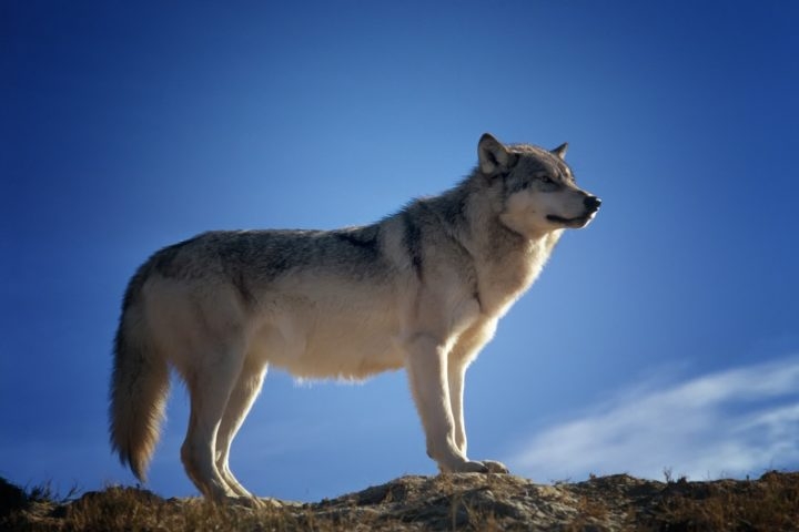 O tamanho de um lobo varia muito conforme a espécie. O lobo-cinzento, por exemplo, é o maior de todos e pode chegar a 1,6m medindo da ponta do nariz à cauda. Reprodução: Flipar