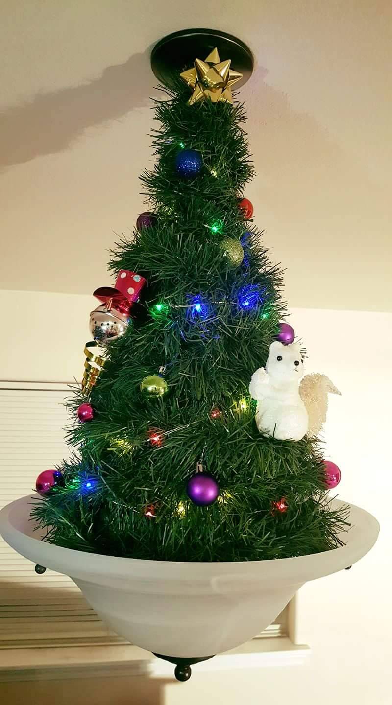 E o gato já ficou de olho na árvore de Natal.... Foto: Reprodução/Imgur