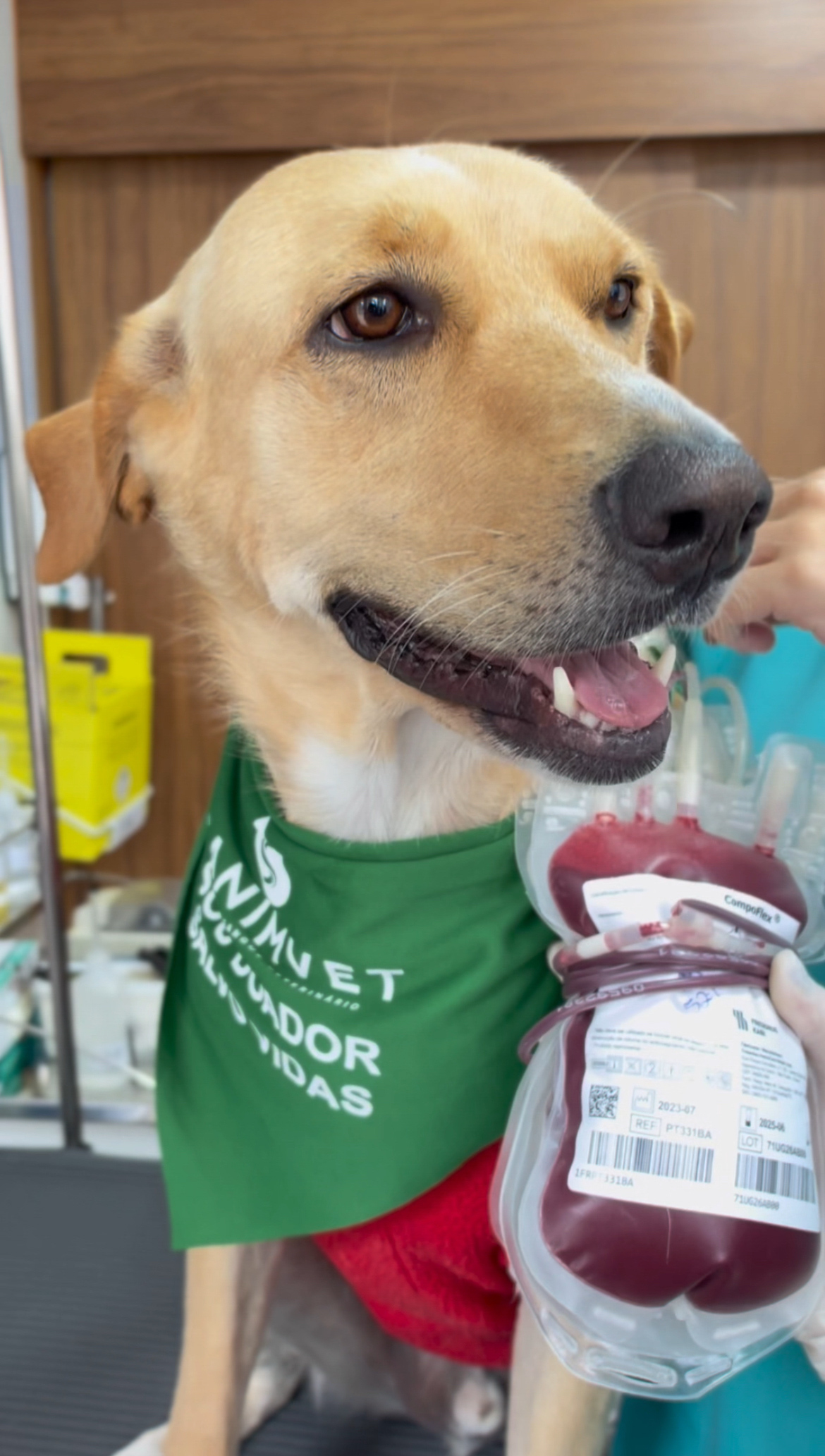 Cães que se tornaram doadores de sangue em edições anteriores da campanha Reprodução