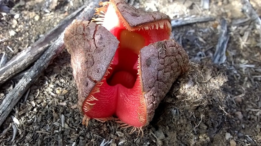 Hydnora Africana - As flores são grandes, com um ovário inferior, cheiram mal e são polinizadas por moscas e besouros. Existe na África (incluindo Madagascar), Ásia e América Central. Reprodução: Flipar