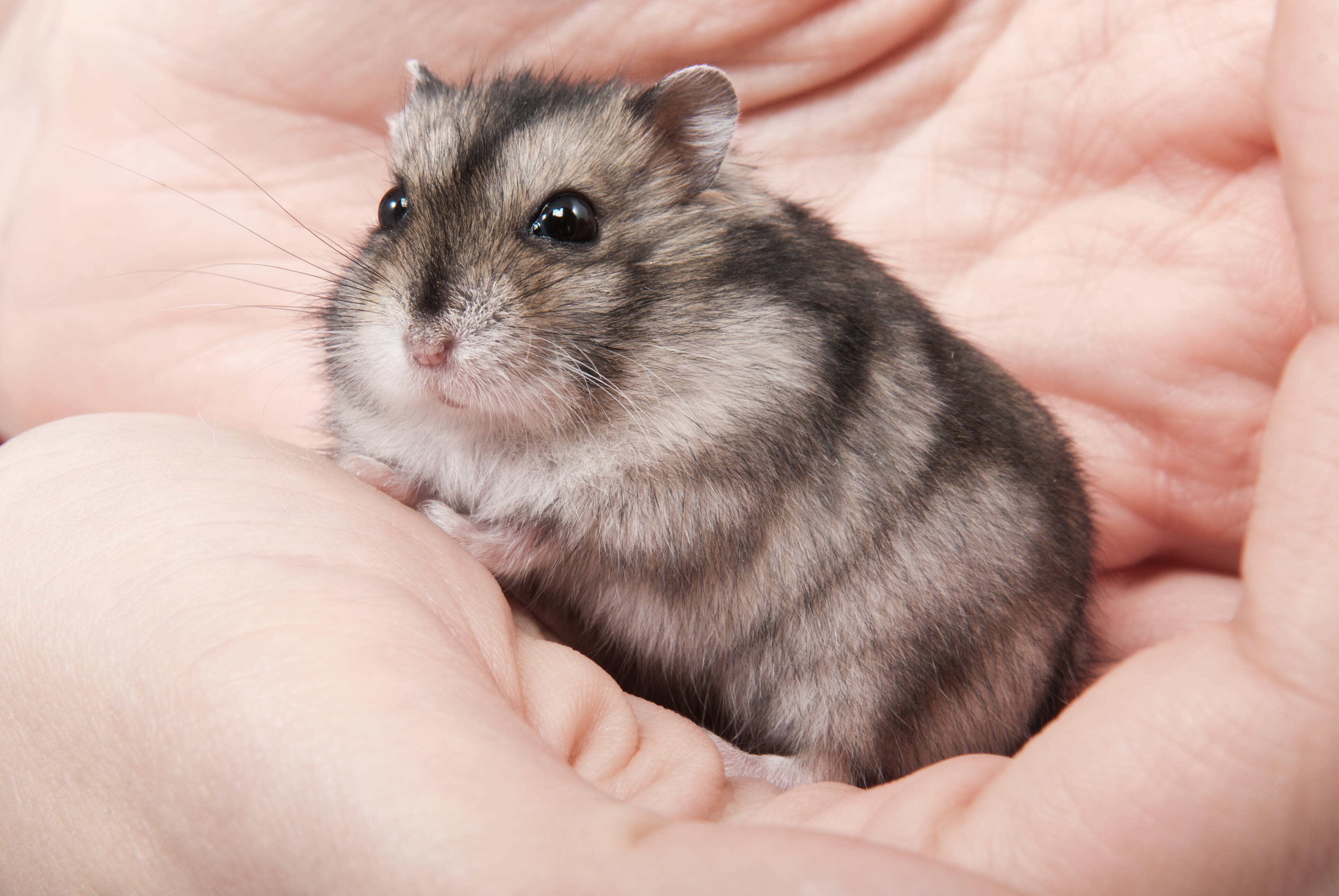 Hamster anão russo campbell. Foto: shutterstock 