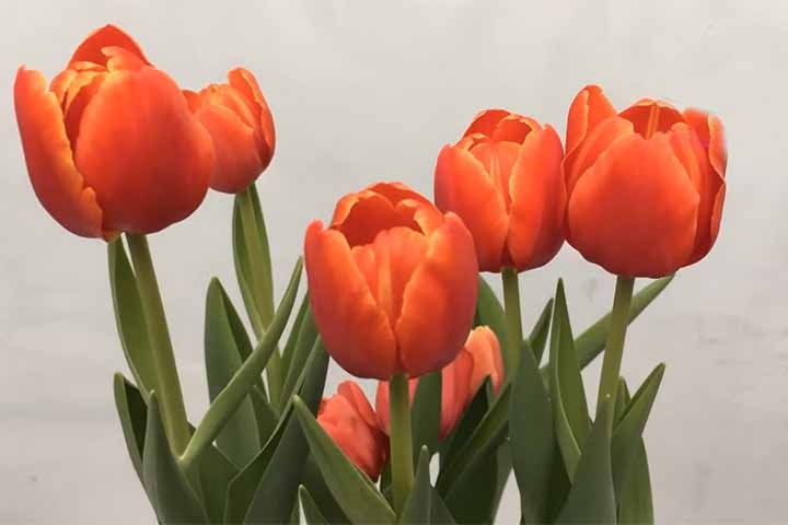 É importante remover as flores murchas para estimular o crescimento das flores. Após essa etapa, as folhas devem ser deixadas secar naturalmente para que o bulbo acumule energia para a próxima floração. Reprodução: Flipar