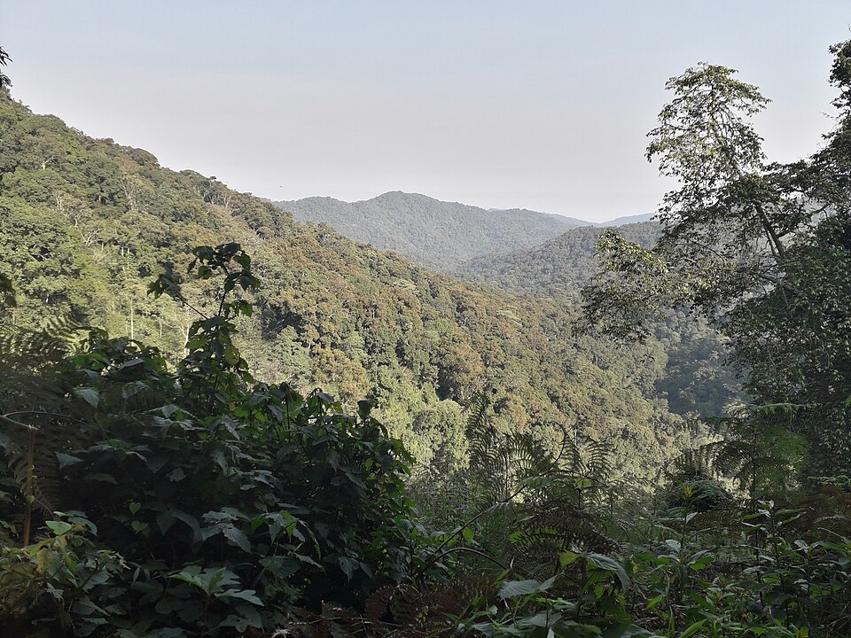 O estudo foi conduzido pelos cientistas Nikolaos Smit e Martha Robbins, que analisaram décadas de observações sobre a população desses primatas no Parque Nacional Impenetrável de Bwindi, em Uganda, no centro-leste da África.
 Reprodução: Flipar