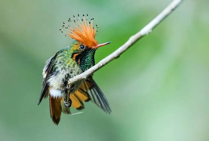 Coquete de Crista Ruiva - Florestas tropicais nas Américas Central e do Sul abrigam a pequena ave ágil da família do beija-flor. Essa espécie alimenta-se regularmente de néctar de flores e tem metabolismo rápido. Com 7 cm de comprimento, tem bico fino e destaca-se pela bela crista. Reprodução: Flipar