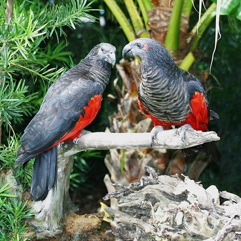 O papagaio-drácula (Psittrichas Fulgidus) consta da lista de espécies ameaçadas de extinção. A ave de visual “gótico” é também chamada de papagaio-de-Pesquet e papagaio-abutre. 
 Reprodução: Flipar