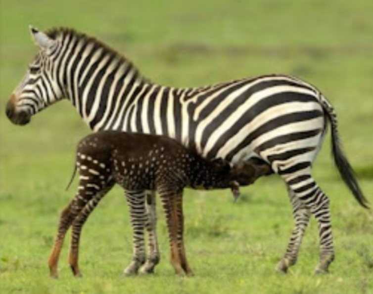 Zebra com bolinhas Reprodução