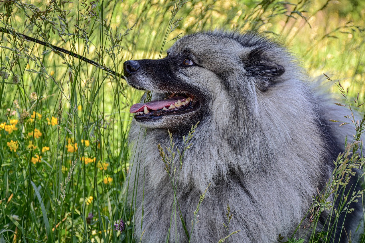 A pelagem desse cão faz com que ele sofra um pouco em climas mais quentes. Foto: RitaE/Pixabay