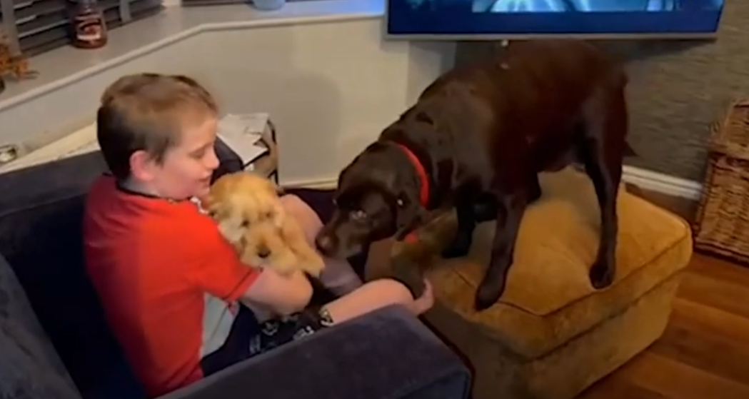 A família já tinha dois cães da raça labrador, mas eles são muito pesados para Oscar conseguir segurar sozinho. Foto: Reprodução/Youtube