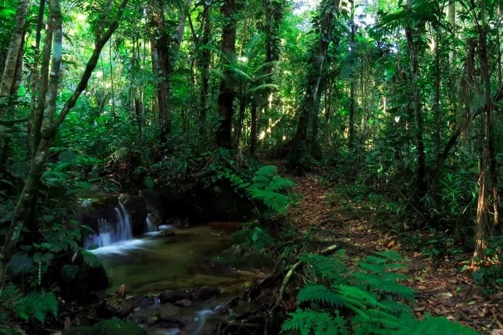 Para os amantes da natureza, Cubatão reserva algumas surpresas. Um exemplo é o Parque Estadual da Serra do Mar, que oferece belas paisagens e oportunidades para o ecoturismo. Reprodução: Flipar