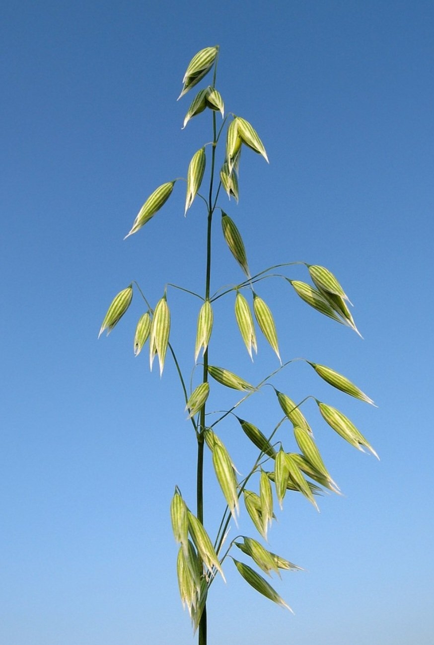 A aveia é um género botânico pertencente à família Poaceae, subfamília Pooideae, tribo Aveneae. É composto por aproximadamente 450 espécies, que são cultivadas, como Avena sativa e Avena byzantina. Reprodução: Flipar