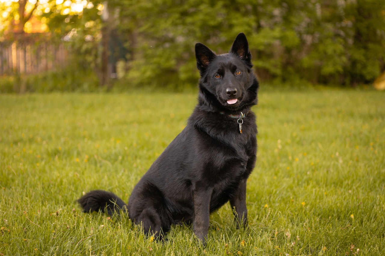 Schipperke é um cão pastor de pequeno porte