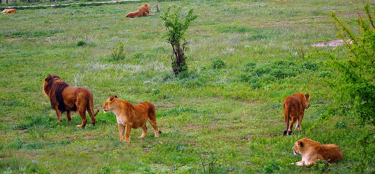 O parque tem 60 leões africanos , mas também possui tigres e outros animais selvagens, que ficam muitas vezes vagando ao ar livre.  Reprodução: Flipar