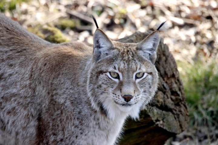 Originários de regiões de Portugal e da Espanha, os linces ibéricos começaram a enfrentar sérios desafios a partir dos anos 1960. Reprodução: Flipar