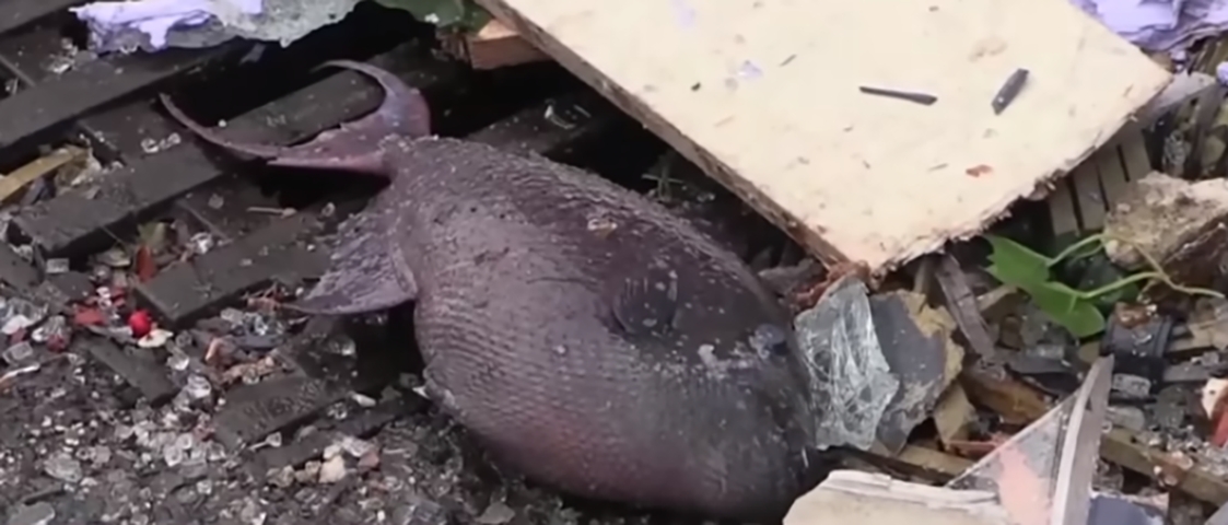  Todos os peixes, obviamente, morreram. Eram 1.500 peixes de 100 espécies.