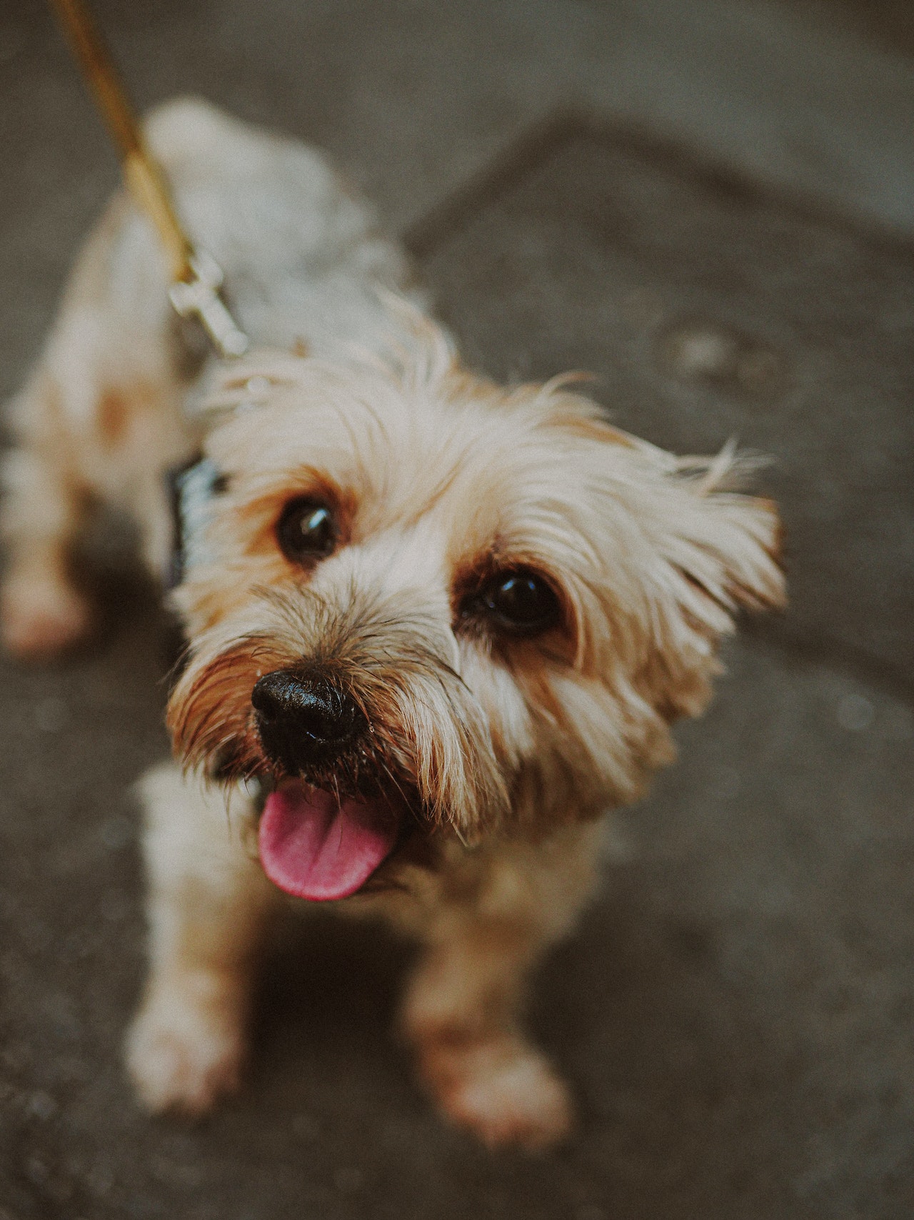 Norfolk Terrier. Foto: Christopher Saizonou/Pexels